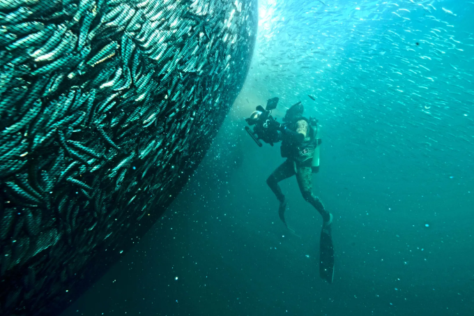 Review - 'Planet Earth III' Nhà quay phim của Planet Earth III đang ghi lại cảnh lưới cá cơm khổng lồ. Ảnh: BBC Studios