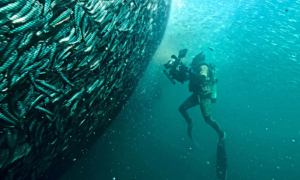 planet earth cameraman anchovi 8833 6896 1724666035