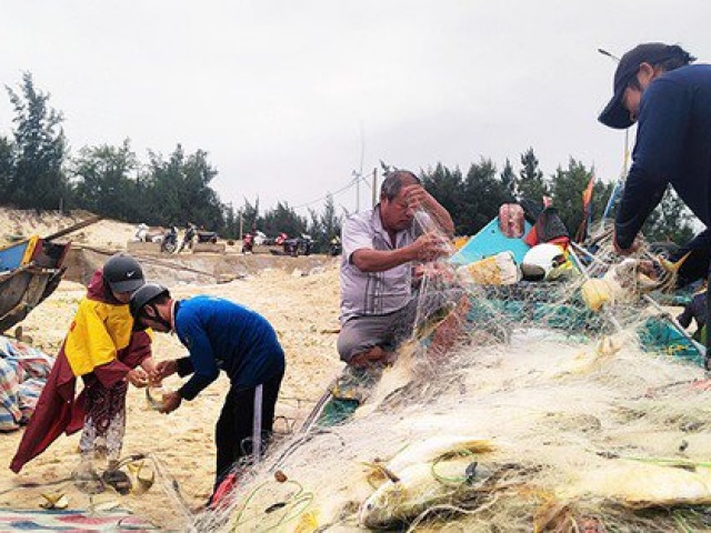 Trúng đậm luồng cá chim vàng, ngư dân Quảng Bình thu 270 triệu trong một buổi chiều