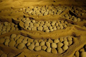 1762481445466 ngoc hang dong son dong 3 17541891826961118555751.webp