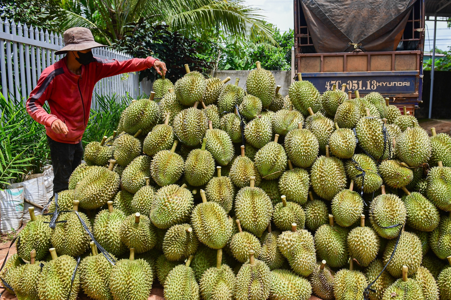 xuat khau sau rieng thu tien nhieu ky luc 1131