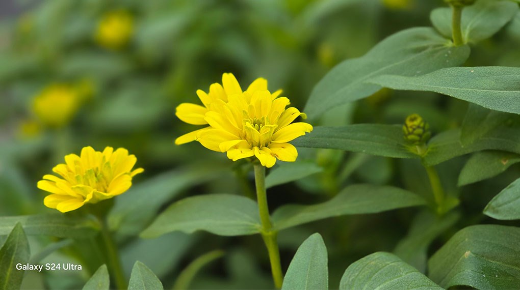 Ảnh chụp từ chế độ xóa phông - cảnh vật trên S24 Ultra