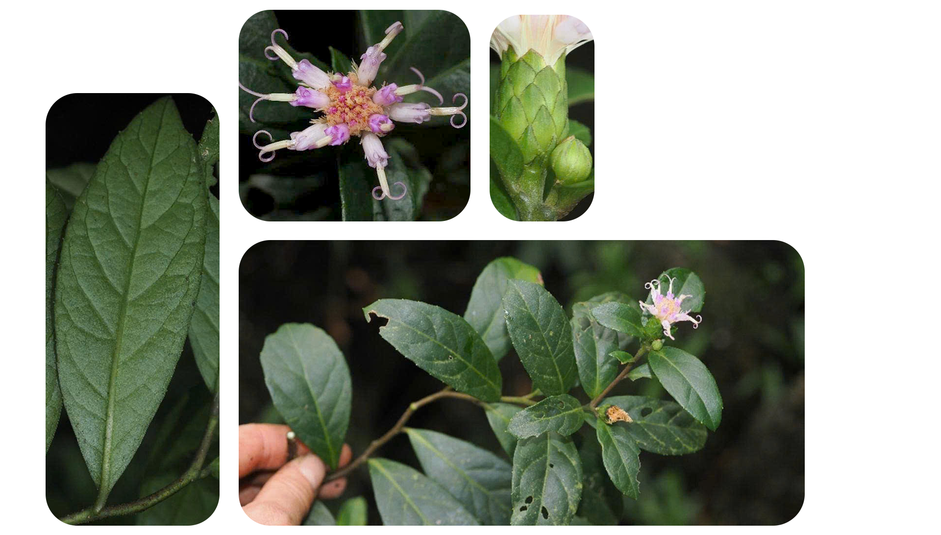 bachdau 20260131180813