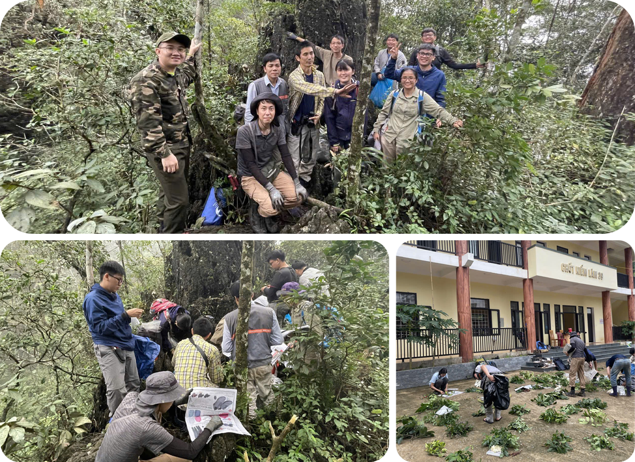 Các nhà khoa học nghiên cứu Bạch đầu Phong Nha-Kẻ Bàng trên rừng bách xanh.
