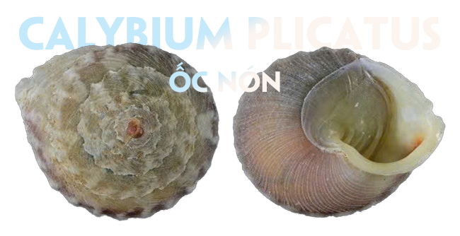 oc non 20260131161053